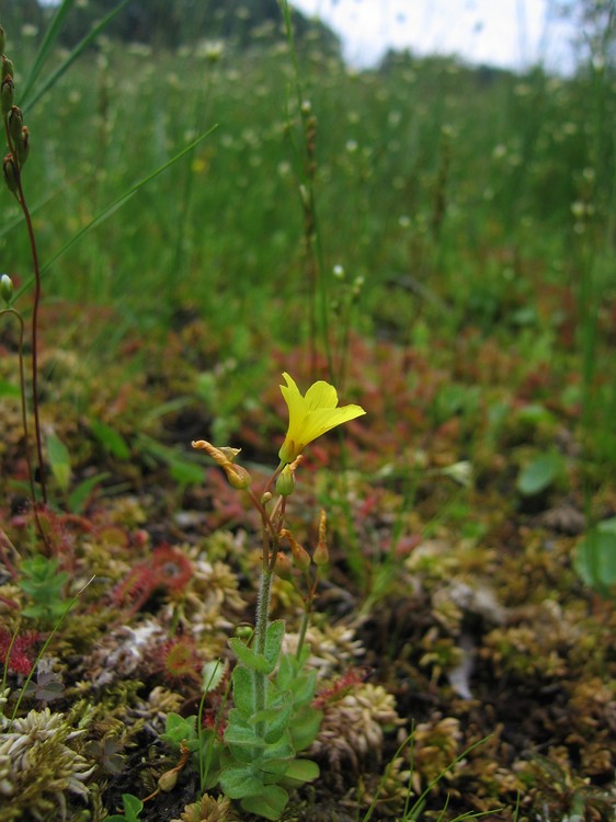 Hypericum elodes